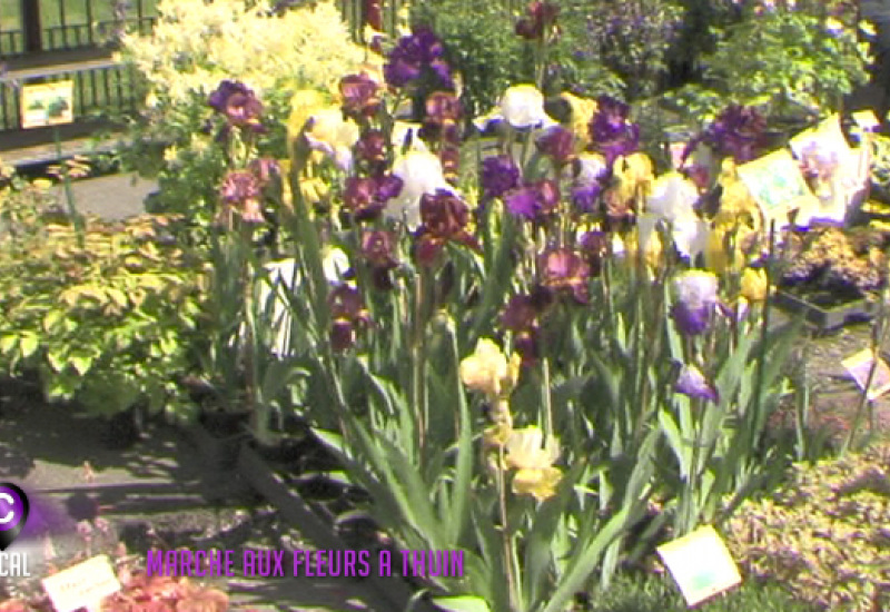 Marché aux fleurs sur le site des Jardins Suspendus à Thuin