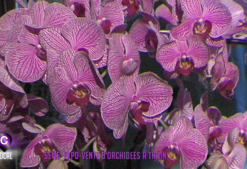 5ème exposition internationale d'orchidées à Thuin