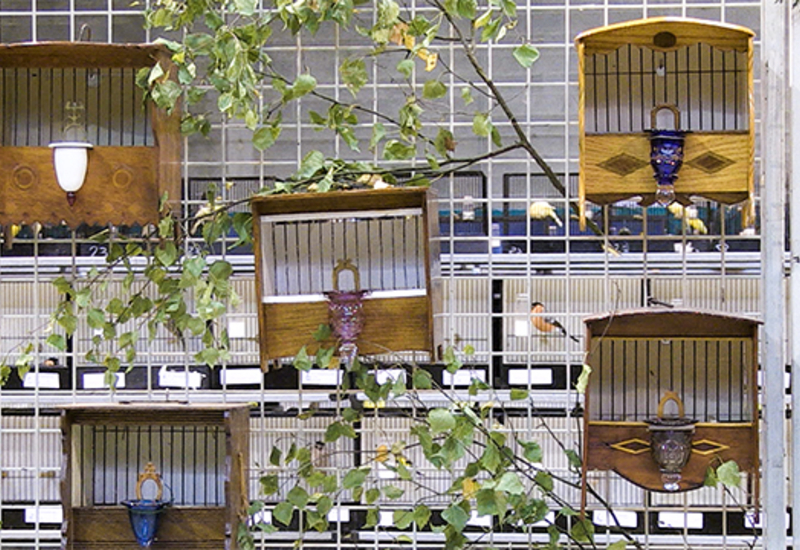 Expo ornithologique à Fleurus