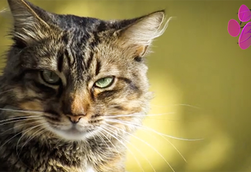 Pense-Bêtes: construction d'abris pour chats errants