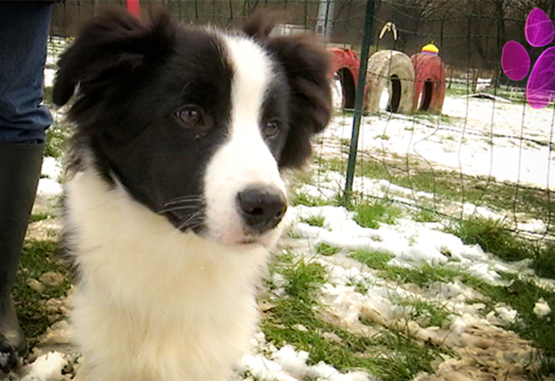 Pense-Bêtes: L'éducation positive du chiot