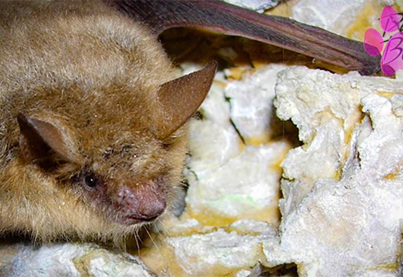 Pense-Bêtes: Portrait de la chauve-souris