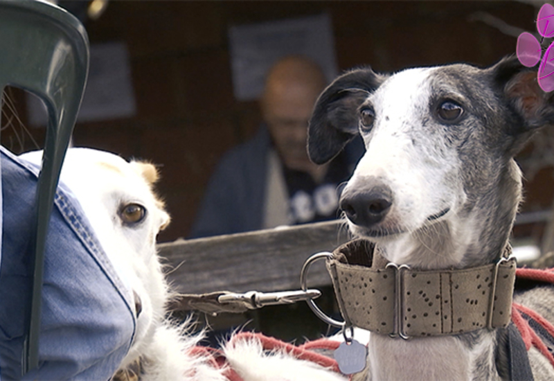 Pense-Bêtes: Salon animalier et balade canine au profit des lévriers espagnols