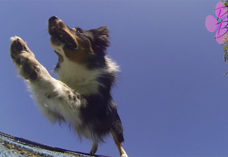 Pense-Bêtes: Concours d'Agility à Dampremy