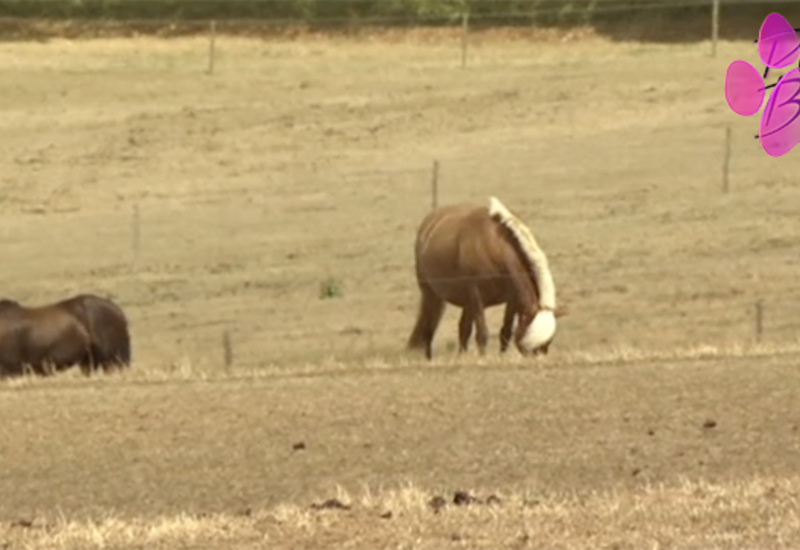 Pense-Bêtes: Chevaux et canicule