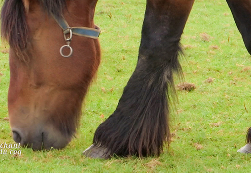 Au Chant du Coq: Le cheval de trait, cheval du passé, cheval d'avenir.