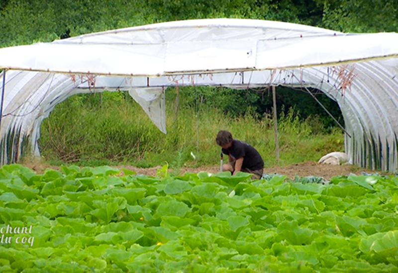 Au chant du Coq: Le co-farming