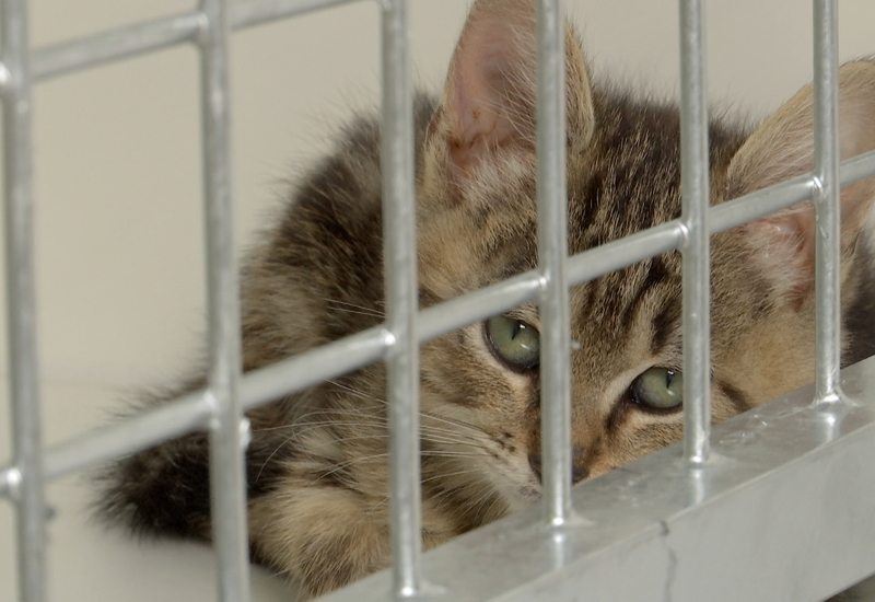 Journée mondiale des animaux à la S.P.A. de Charleroi