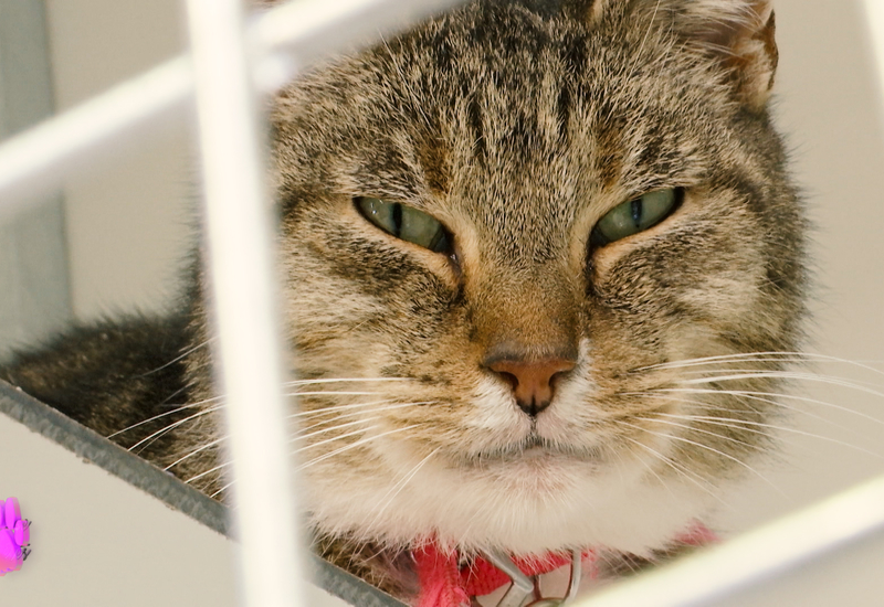 Pense-Bêtes: la journée des animaux à Courcelles (2ème partie)