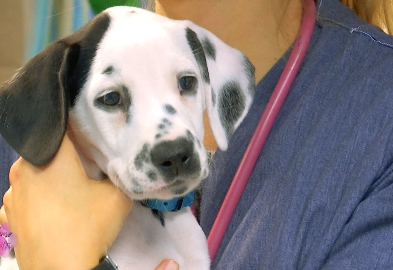 Pense-bêtes: Tests auditifs pour des chiots dalmatiens