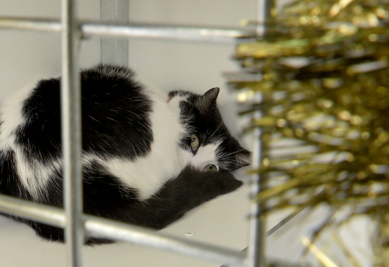 51ème édition du Noël des animaux à la SPA de Charleroi