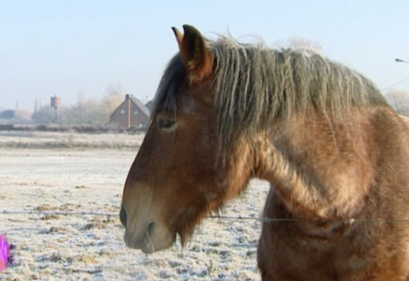 Pense-bêtes: les animaux et le froid