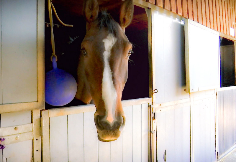 Pense-Bêtes: Quel budget pour posséder un cheval ?