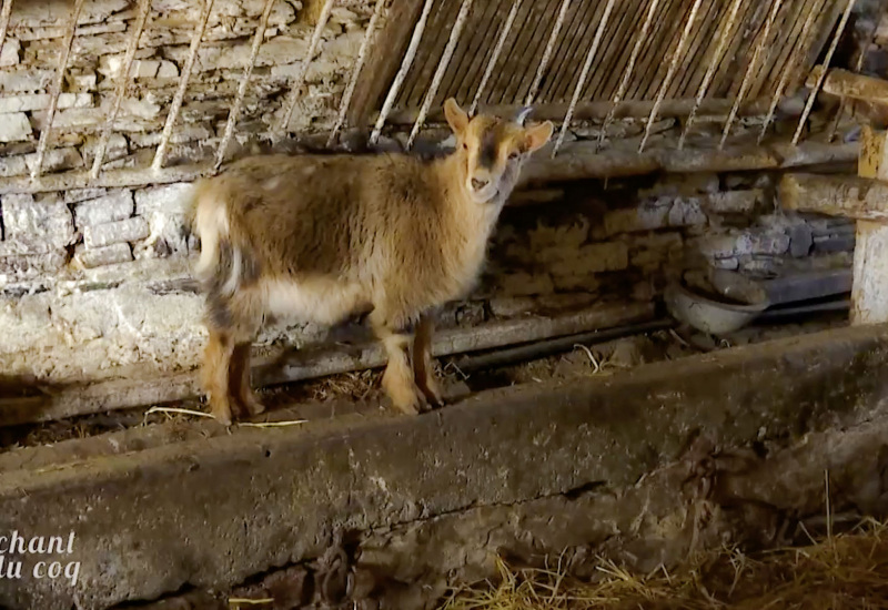 Au Chant du Coq: Les agricultrices