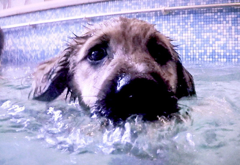 Pense-Bêtes: Cours de natation pour chien