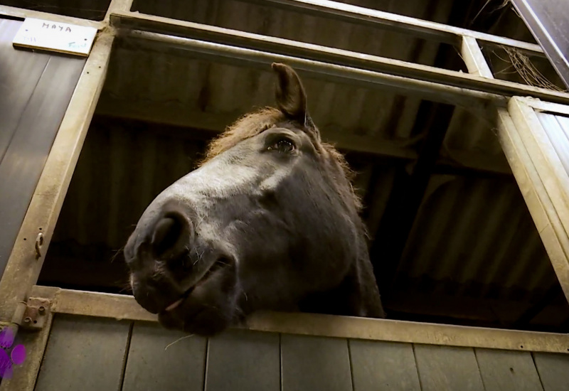 Pense-Bêtes: vermifuger son cheval