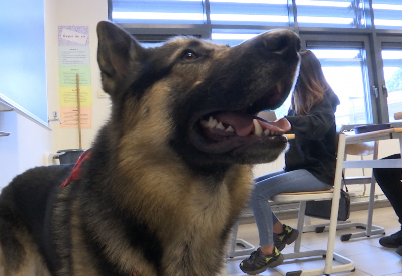 A Gilly, Luther, un Berger Allemand de 2 ans apaise les tensions dans une classe du lycée François de Sales 