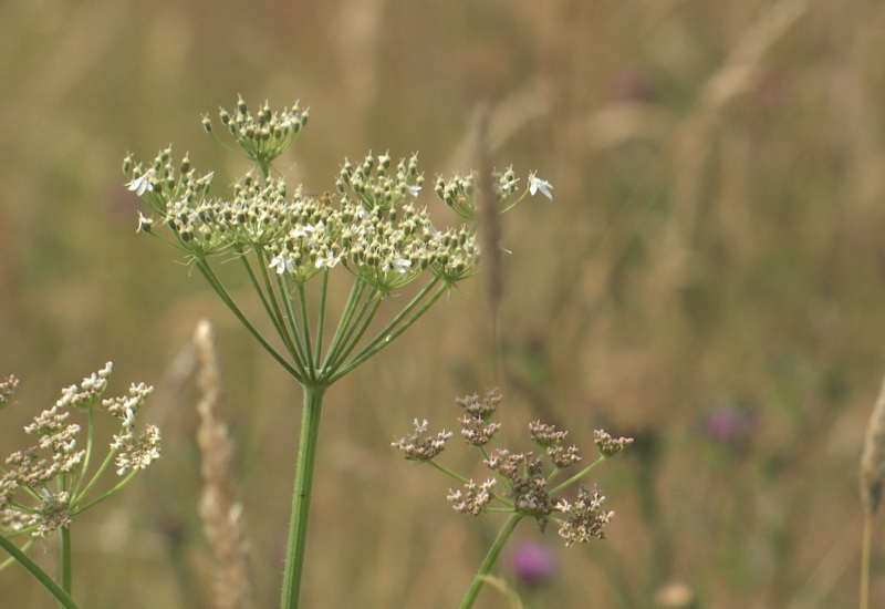 Les plantes médicinales bien utiles pour votre été