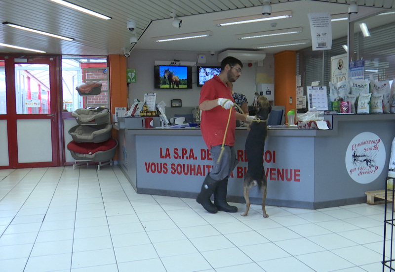  Un lieu pour soigner 24h/24 Les animaux blessés trouvés sur la route! 