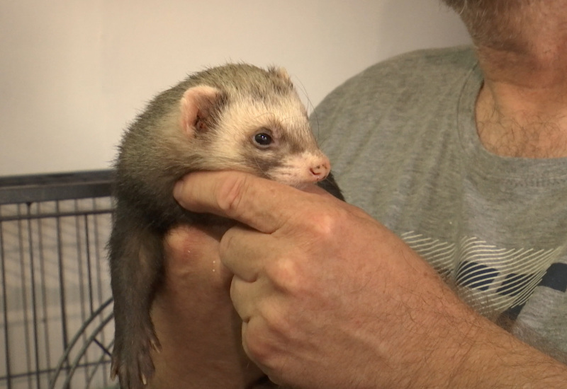 31 furets saisis: l'ASBL Cody's Ferret tire la sonnette d'alarme 