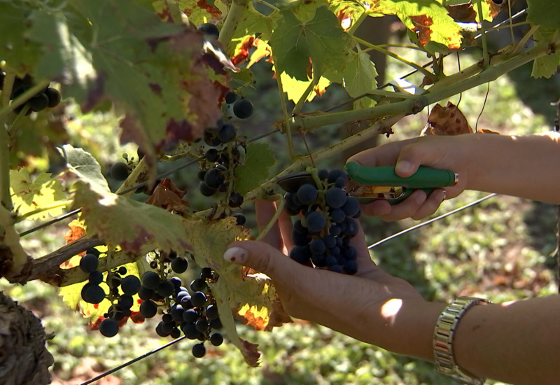 Thuin: les vendanges commencent plus tôt !