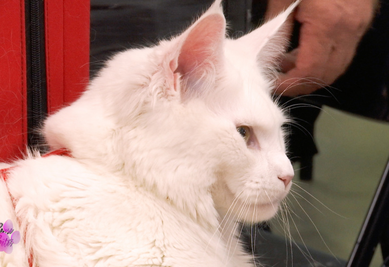 Pense-Bêtes: 1er salon du bien-être animal à Montigny-le-Tilleul