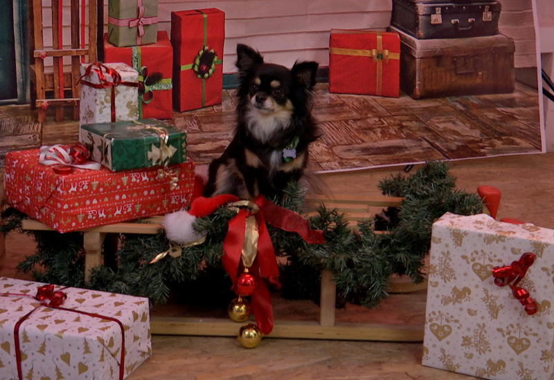 Un shooting photo de Noël qui a du chien!