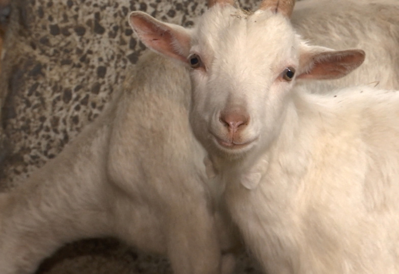 Des moutons et des chèvres à adopter à la Ferme du Joli Pré à Anderlues