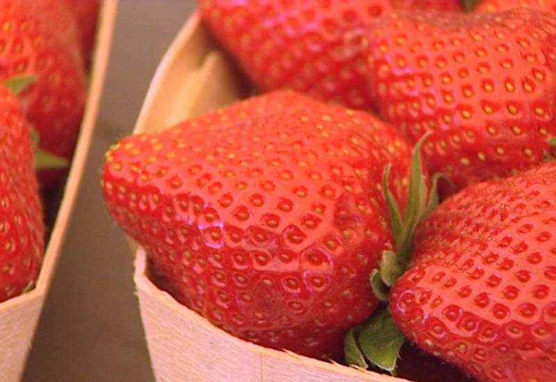 Les fraises en danger faute de personnel étranger pour les ramasser?