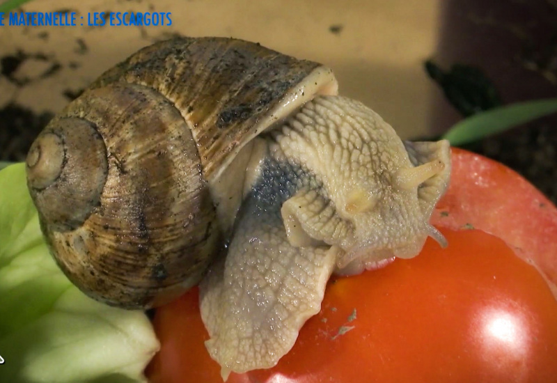 Une éducation presque parfaite presqu'à l'école : l'escargot (maternelles)