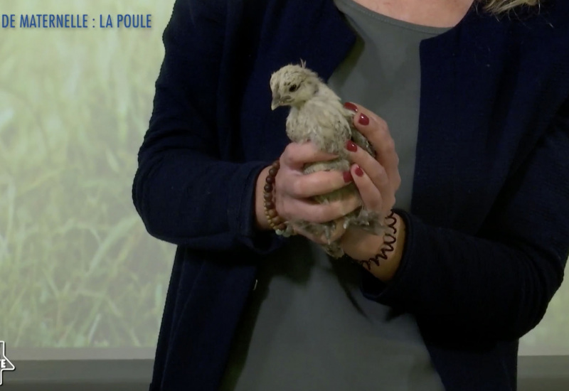 Une éducation presque parfaite presqu'à l'école : La découverte de la Poule (maternelle)