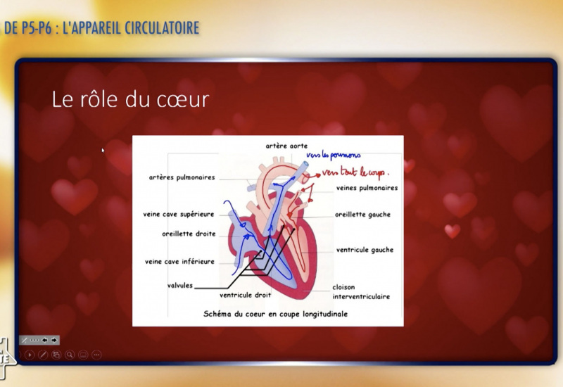Une éducation presque parfaite presqu'à l'école: l'appareil circulatoire (P5-P6)
