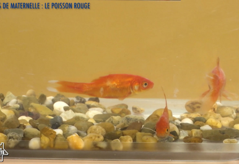 Une éducation presque parfaite presqu'à l'école : Le poisson rouge (Maternelle).