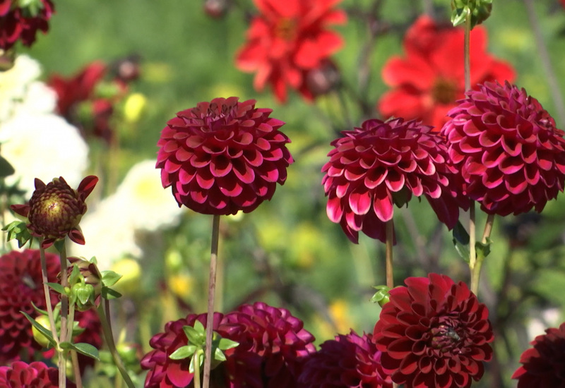 « Dansons la capucine »: des fleurs durables et locales