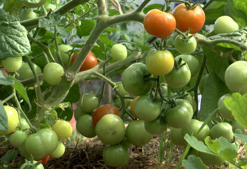 Tomates à foison à Hymiée