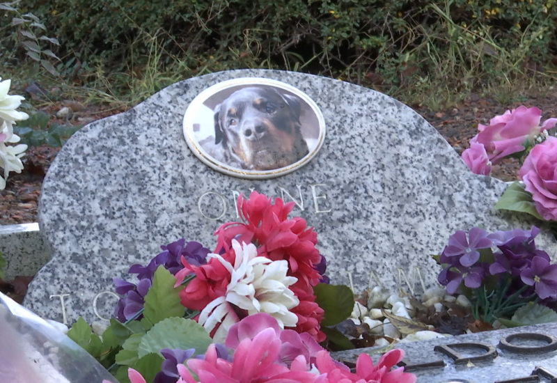 SPA: le plus beau cimetière pour animaux pour la Toussaint