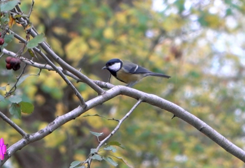 Pense-Bêtes : le nourrissage des oiseaux