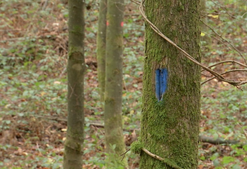 La forêt d'Erquelinnes, c'est aussi l'exploitation du bois de chauffage ! 