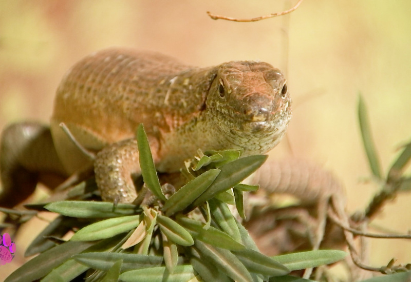 Pense-Bêtes: la nouvelle législation sur les reptiles