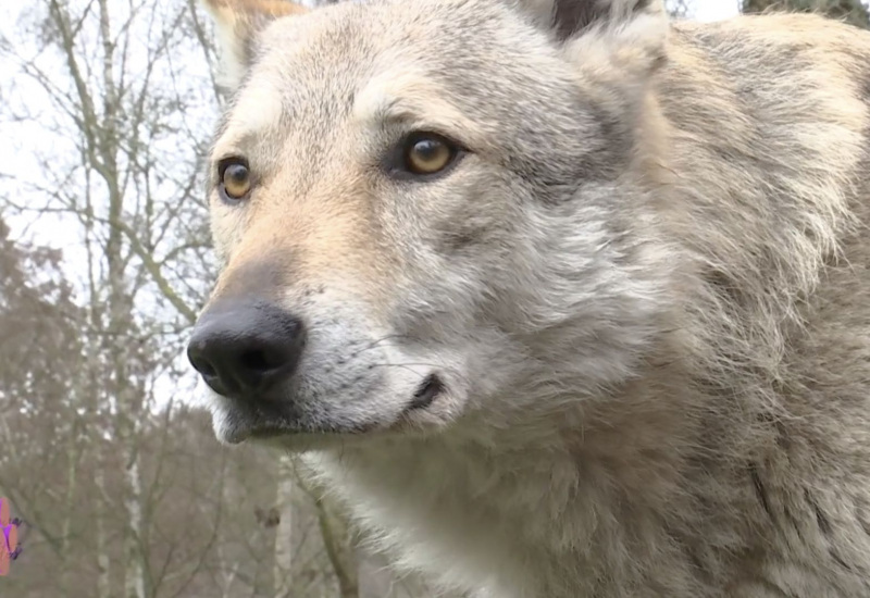 Pense-Bêtes: Tipaw, un site qui a du chien