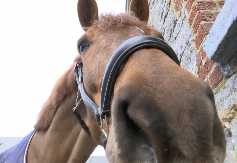 La rhinopneumonie oblige les chevaux à se confiner ! 