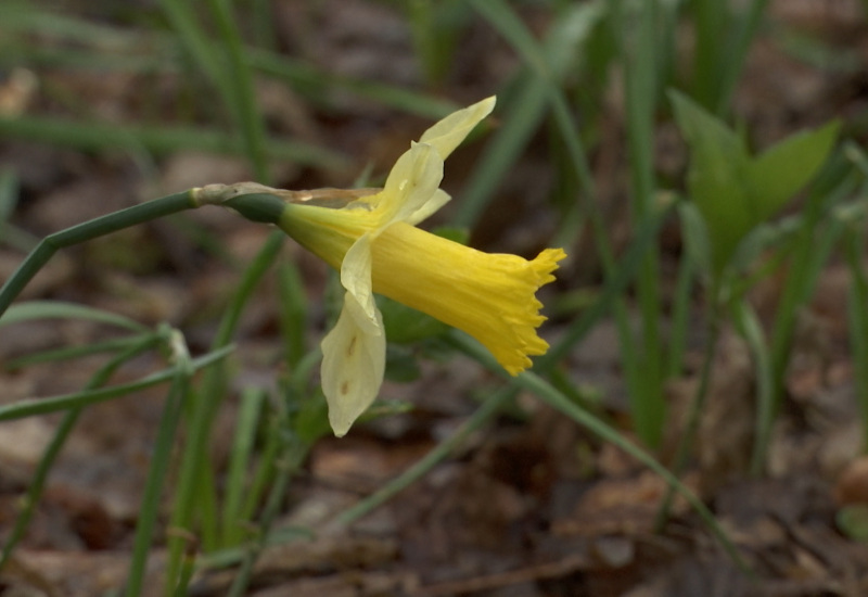 Presles: les jonquilles du château ont été saccagées