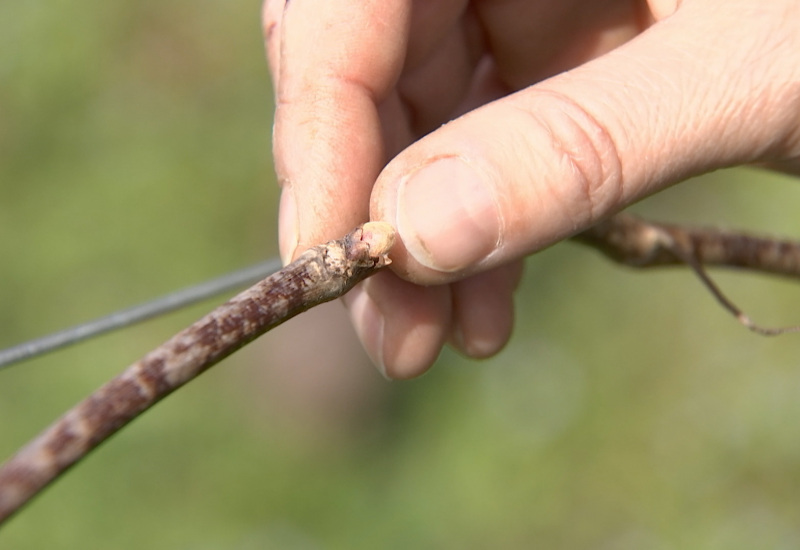 Thuin et Lobbes: les vignes ont eu chaud à cause de la météo !  