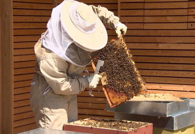 Virelles : une Maison de l'Abeille Noire pour sauver cette abeille menacée de disparition