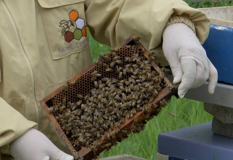 Journée mondiale des abeilles : focus sur l'Institut Apicole de Charleroi