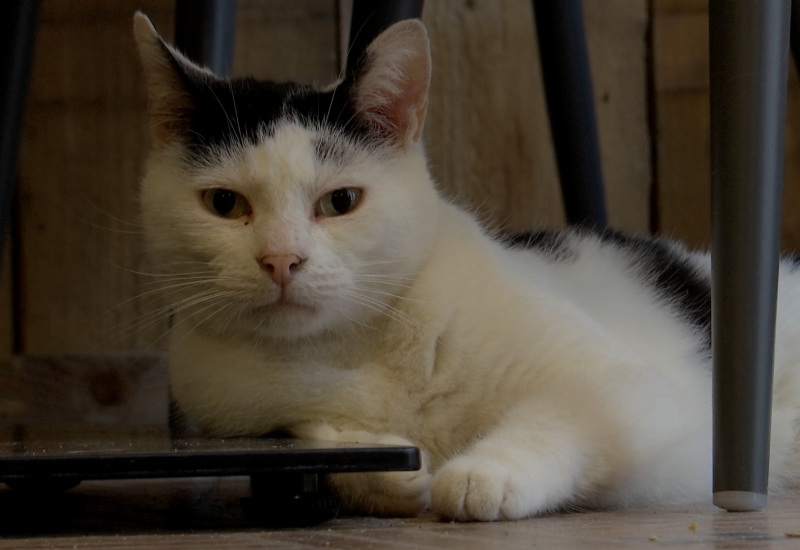 Envie d'un café entouré de chats ? Direction le Carolo Cat à Charleroi ! 