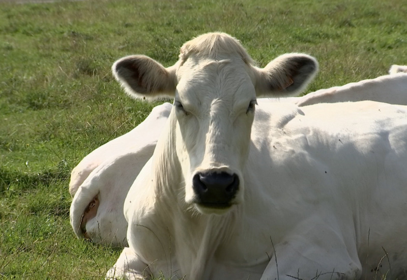 La Bleue Mixte, une race de vache locale menacée 