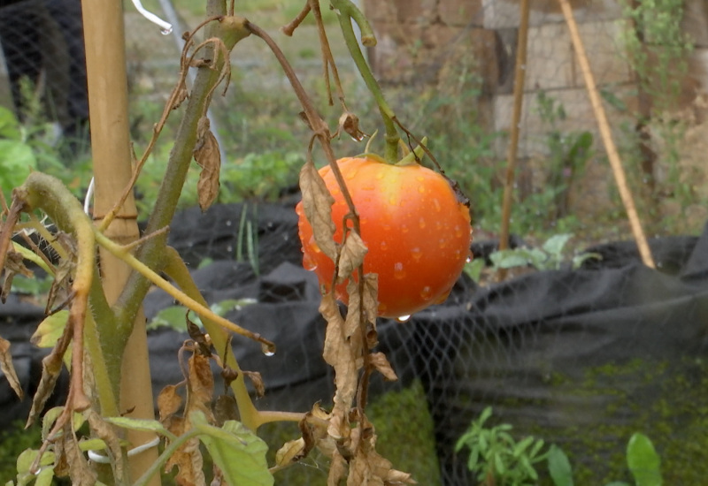 Charleroi: le "Potager de Zoé" a été inauguré ce matin