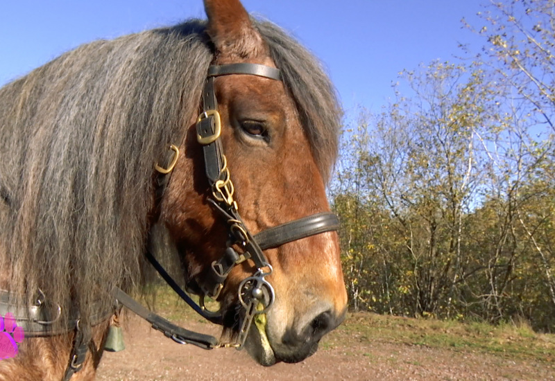 Pense-bêtes du mercredi 10 novembre 2021 : Côté Équidés : un cheval de trait à Courcelles