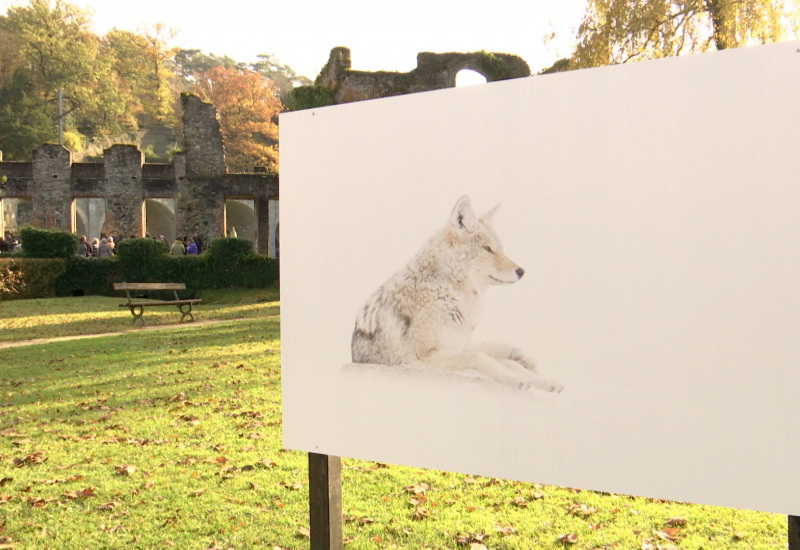 Villers-la-Ville: Exposition de photos animalières